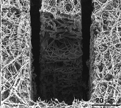 Cross section of  electrospun polymer fibers